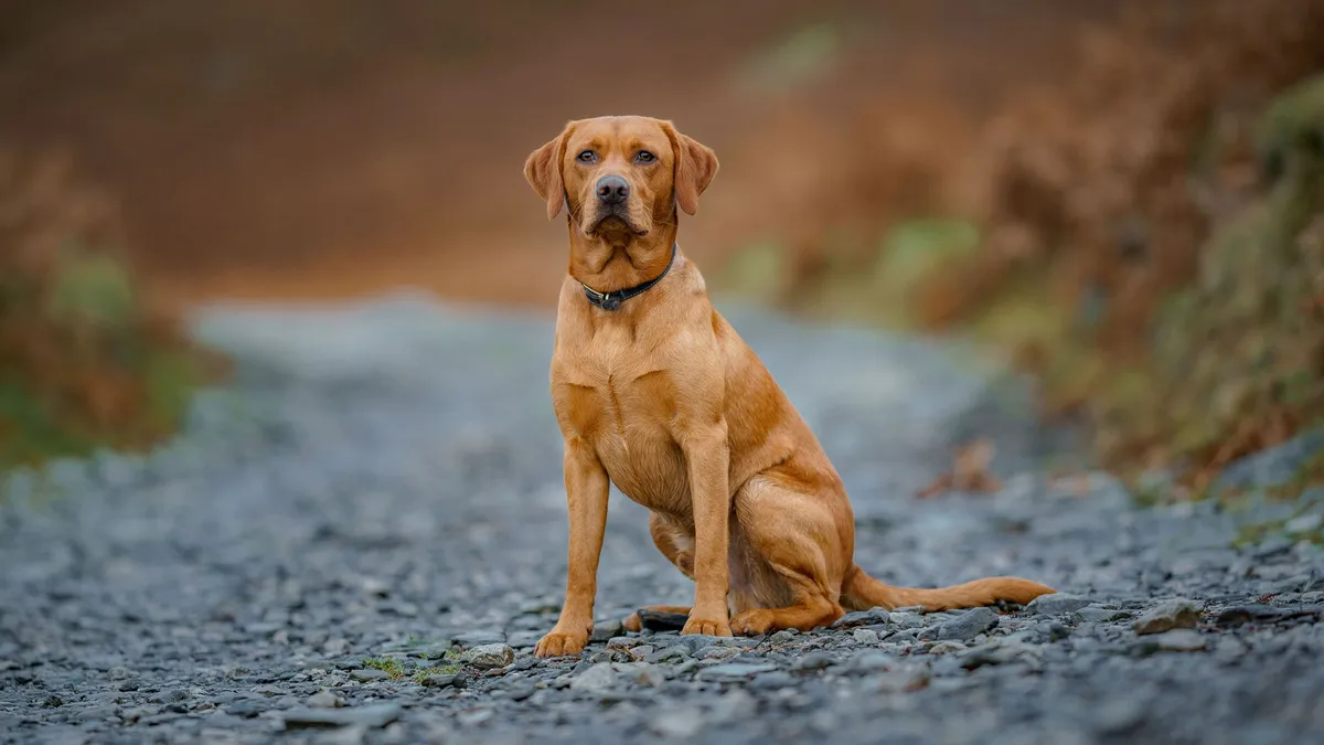 Labrador Retriever