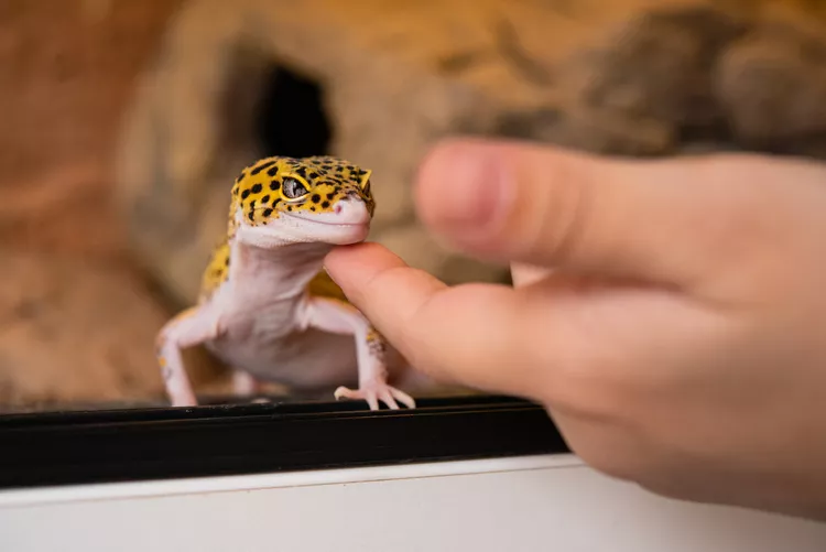 Leopard Geckos