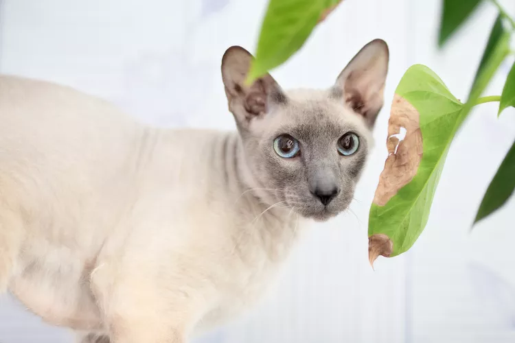 Peterbald