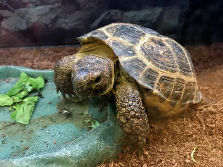 Russian Tortoises
