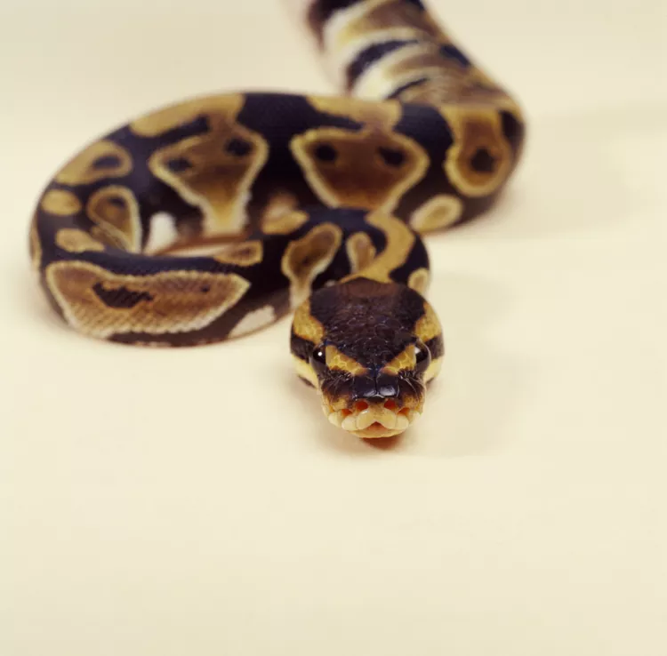 Ball Pythons
