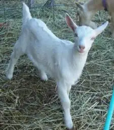 Mini Saanen