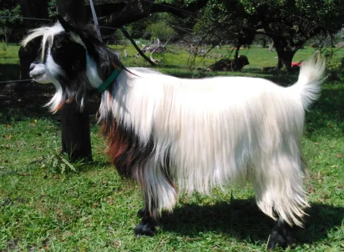 Miniature Silky Fainting Goats
