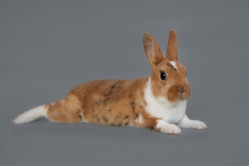 Mini Rex