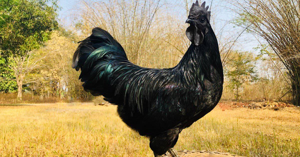 Ayam Cemani