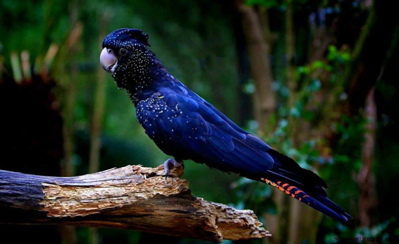 Palm Cockatoo