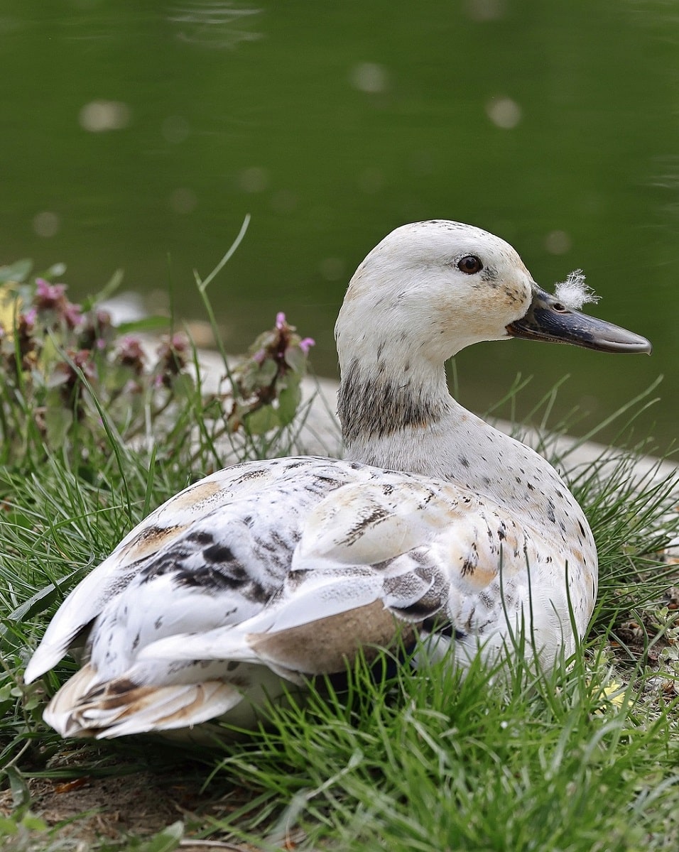 Welsh harlequin duck