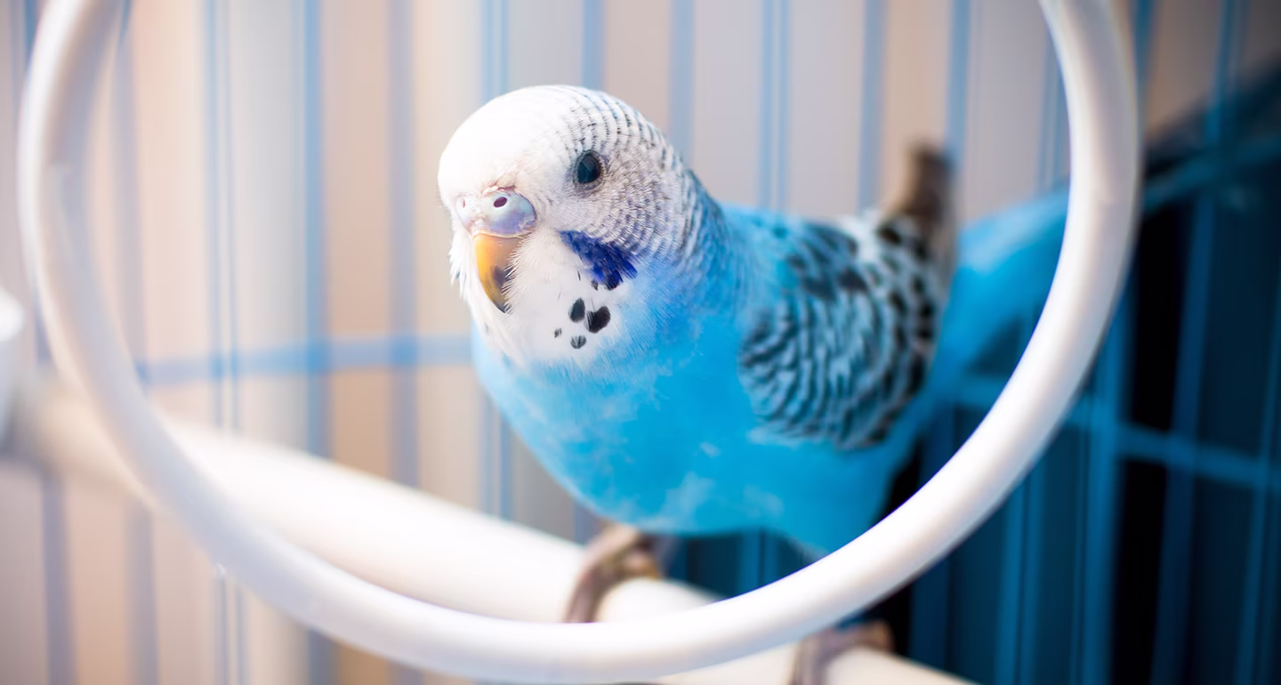 Parakeets