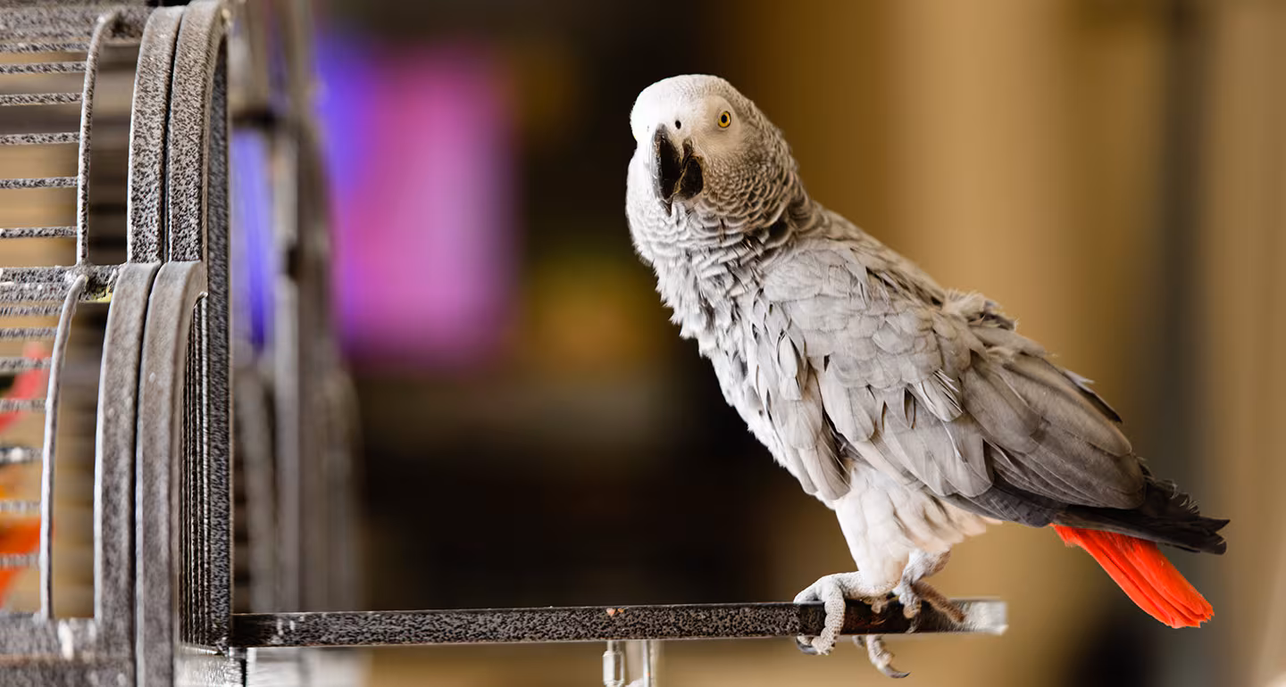 African Greys