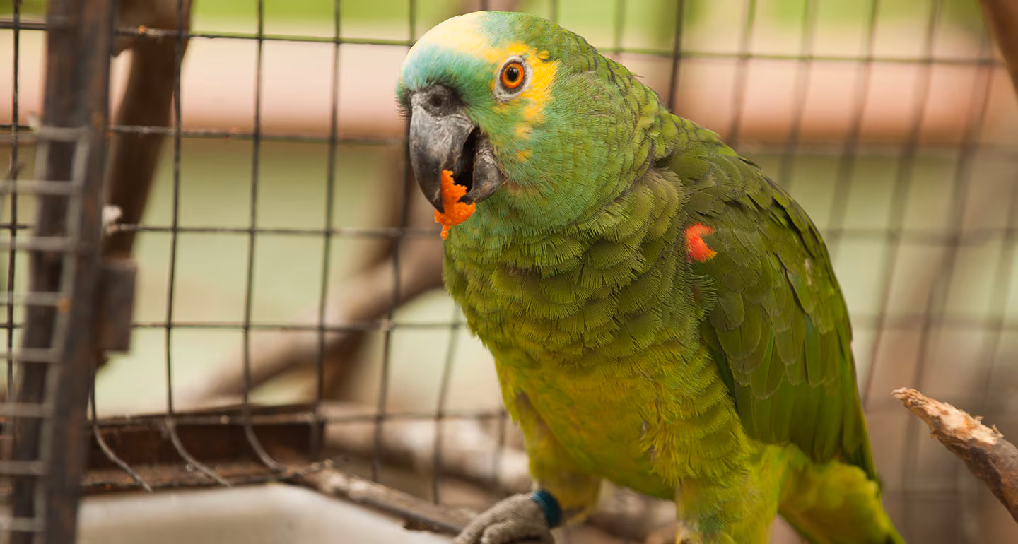 Amazon Parrots