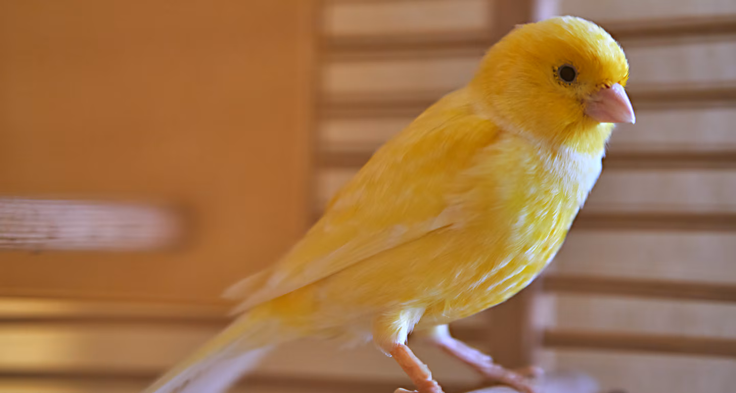 Canaries