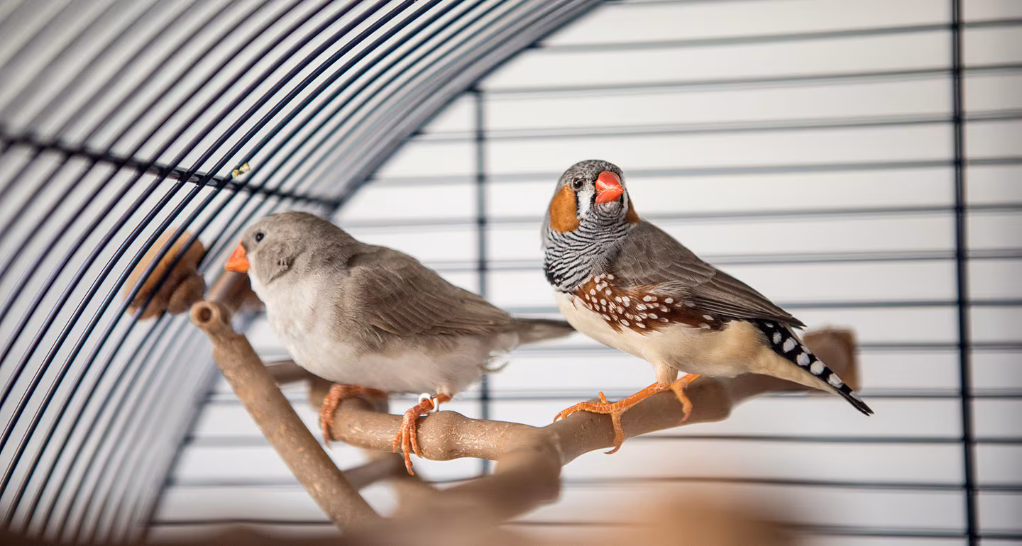 Finches