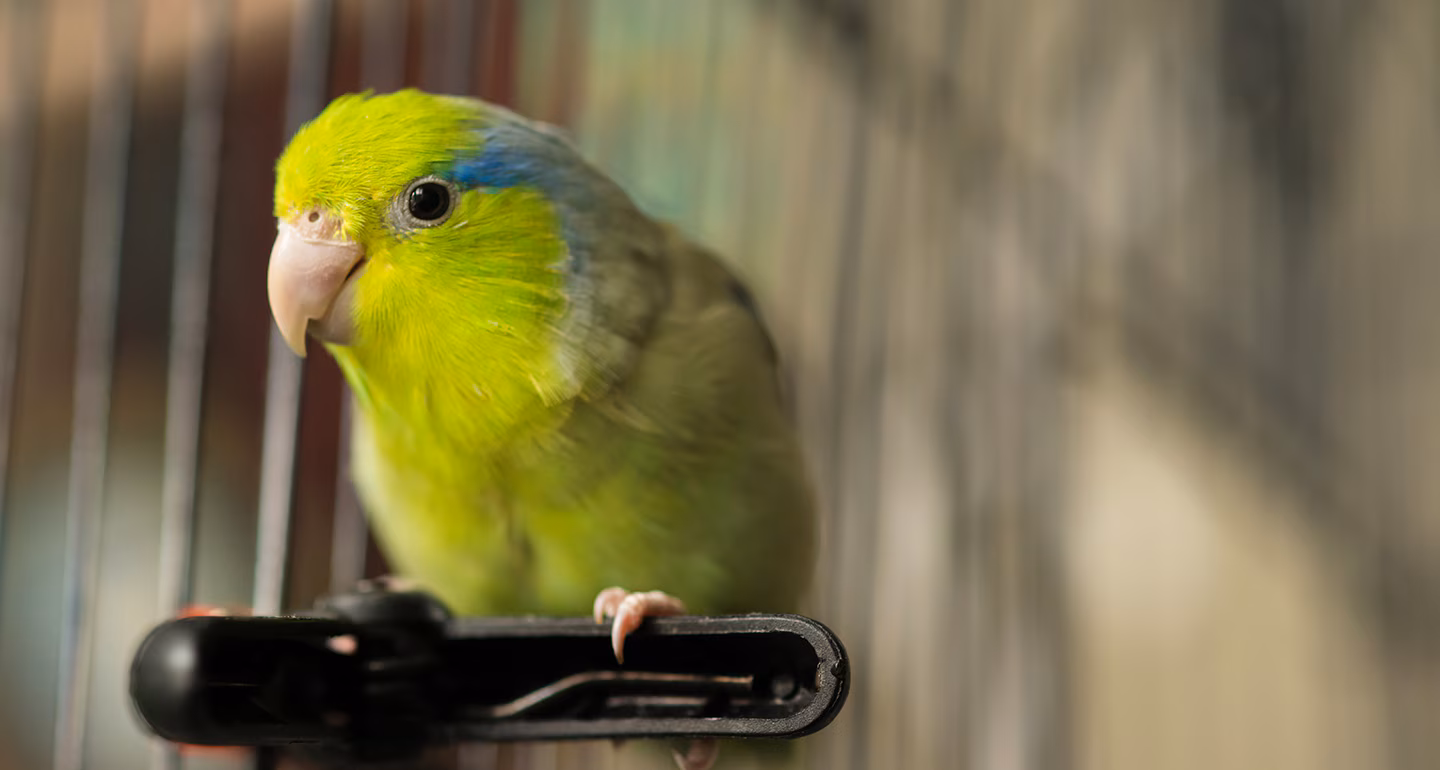Parrotlets