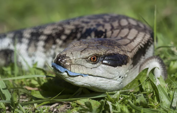 Blue-Tongued Skink