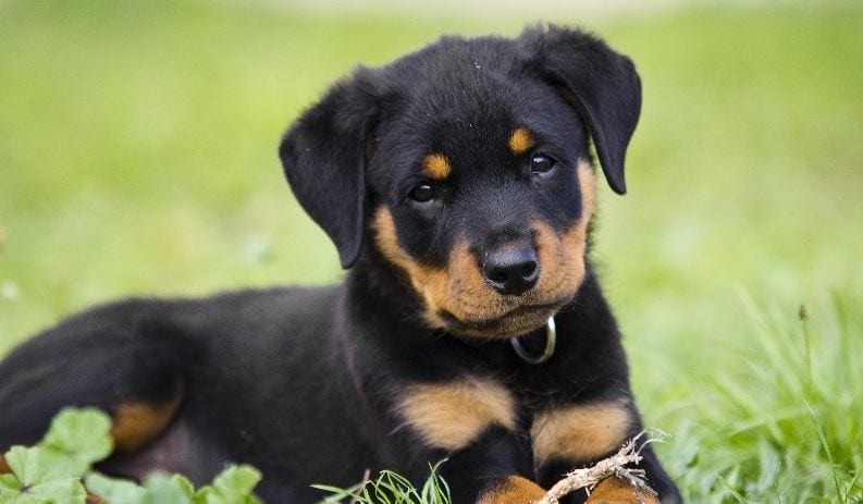 Canadian Eskimo Dog