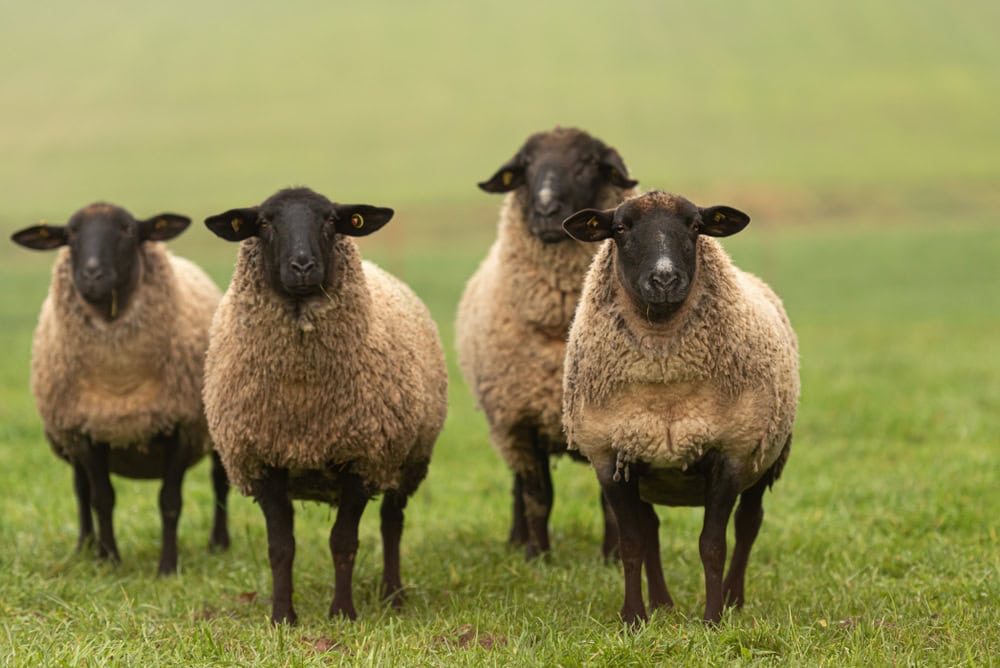 Suffolk Sheep