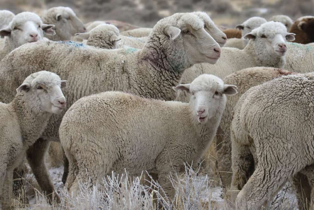 Columbia Sheep
