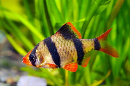 Oscars (Astronotus ocellatus)