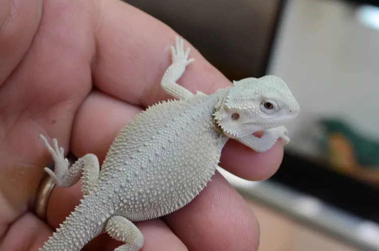 Bearded Dragons