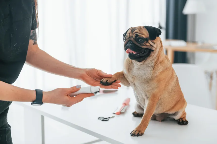 Pet Care Advice