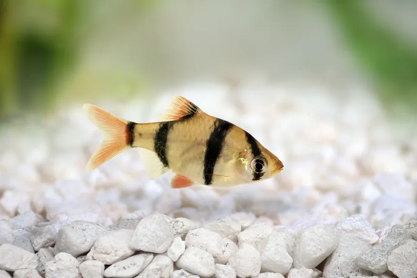 Tropical Fish